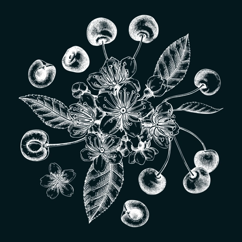 Berry fruit design on chalkboard. Cherry berries, leaves, flowers sketches. Cherry blossom hand-drawn vector illustration. Floral composition. NOT AI genereted
